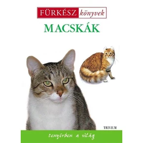 Macskák